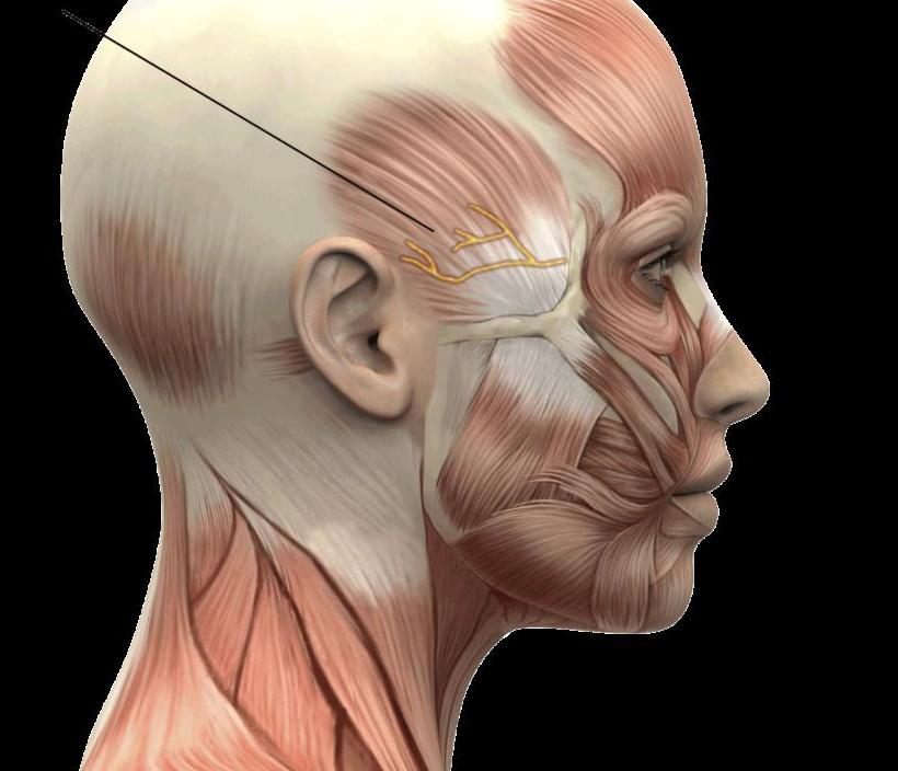 болит голова в висках что делать