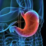 Желудок (кардиальный отдел и тело желудка)	