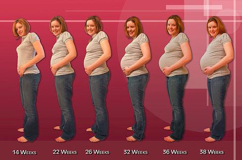 Какая неделя беременности