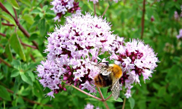 При сильных спазмах помогает настой душицы из 1 ст. л. сушеной травы, залитой 2 стаканами кипятка