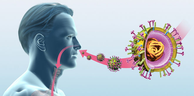 Бактерии и вирусы попадают в нос