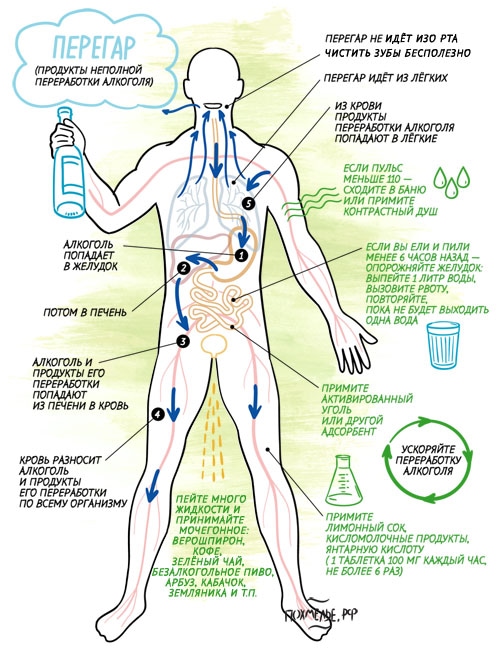 Как избавиться от перегара. Инфографика